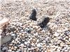 Chesil Beach pebbles 