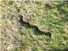 Snake: adder