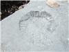 Fossils near Lyme Regis