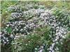 Flowers on Chesil Beach